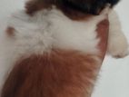 Shih Tzu Dog