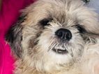 Shih Tzu Dog