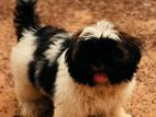 Shih Tzu Dog