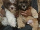 Shih Tzu Puppies