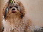 Shih Tzu Dogs for Stud