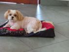 Shih Tzu Dog for Kind Home