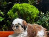 Shih Tzu (double Side Imported)