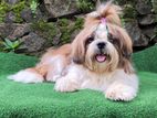 Shih Tzu Male Puppy