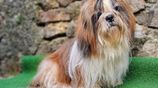 Shih Tzu Dog