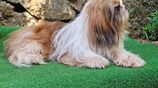 Shih Tzu Dog