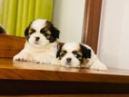 Shih Tzu Female Puppies