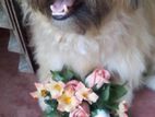 Shih Tzu Female Dog for Crossing