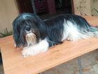 Shih Tzu Female Dog