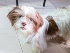 Shih Tzu Female Dog