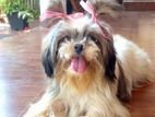 Shih Tzu Female Dog