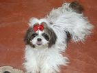 Shih-tzu Female Dog