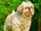 Shih Tzu Female Dog