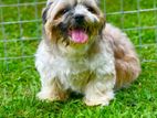shih tzu female dog