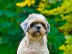 shih tzu female dog