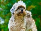shih tzu female dog