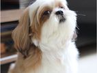 Shih Tzu Female - Double Side Imported