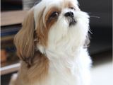 Shih Tzu Female - Double Side Imported