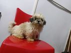 Shih Tzu Female - Double Side Imported