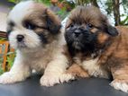 Shih Tzu Female Puppy