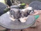 Shih Tzu Female Puppies