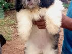 Shih Tzu Female Puppies