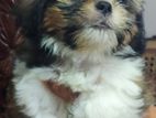 Shih Tzu Female