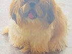 Shih Tzu Puppy (Female)