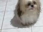 Shih-Tzu Female