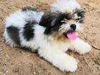 Shih tzu Female Puppie