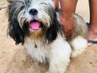 Shih tzu female puppie