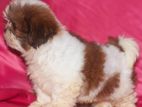 Shih Tzu Female Puppies
