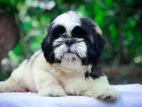 Shih Tzu Female Puppies