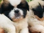 Shih-tzu Female Puppies