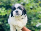 Shih Tzu Female Puppies