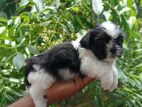 Shih Tzu Female Puppy