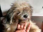 Shih Tzu Female Puppy