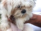 Shih Tzu Female Puppy