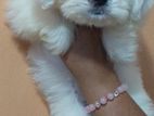 Shih Tzu Female Puppy