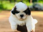 Shih Tzu Female Puppy