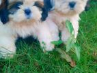 Shih Tzu Female Puppy