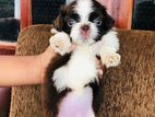 Shih Tzu Female Puppy