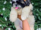 Shih Tzu Female Puppy