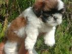 Shih Tzu Female Puppy