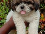 Shih Tzu Female Puppy