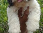 Shih Tzu Female Puppy