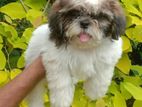 Shih Tzu Female Puppy