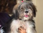 Shih Tzu Female Puppy