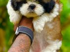 Shih Tzu Female Puppy