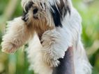 Shih Tzu female puppy